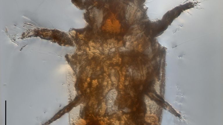 Ископаемый клещ Levantoglyphus sidorchukae (расселительная стадия, общий вид снизу) Ископаемый клещ Levantoglyphus sidorchukae (расселительная стадия, общий вид снизу)