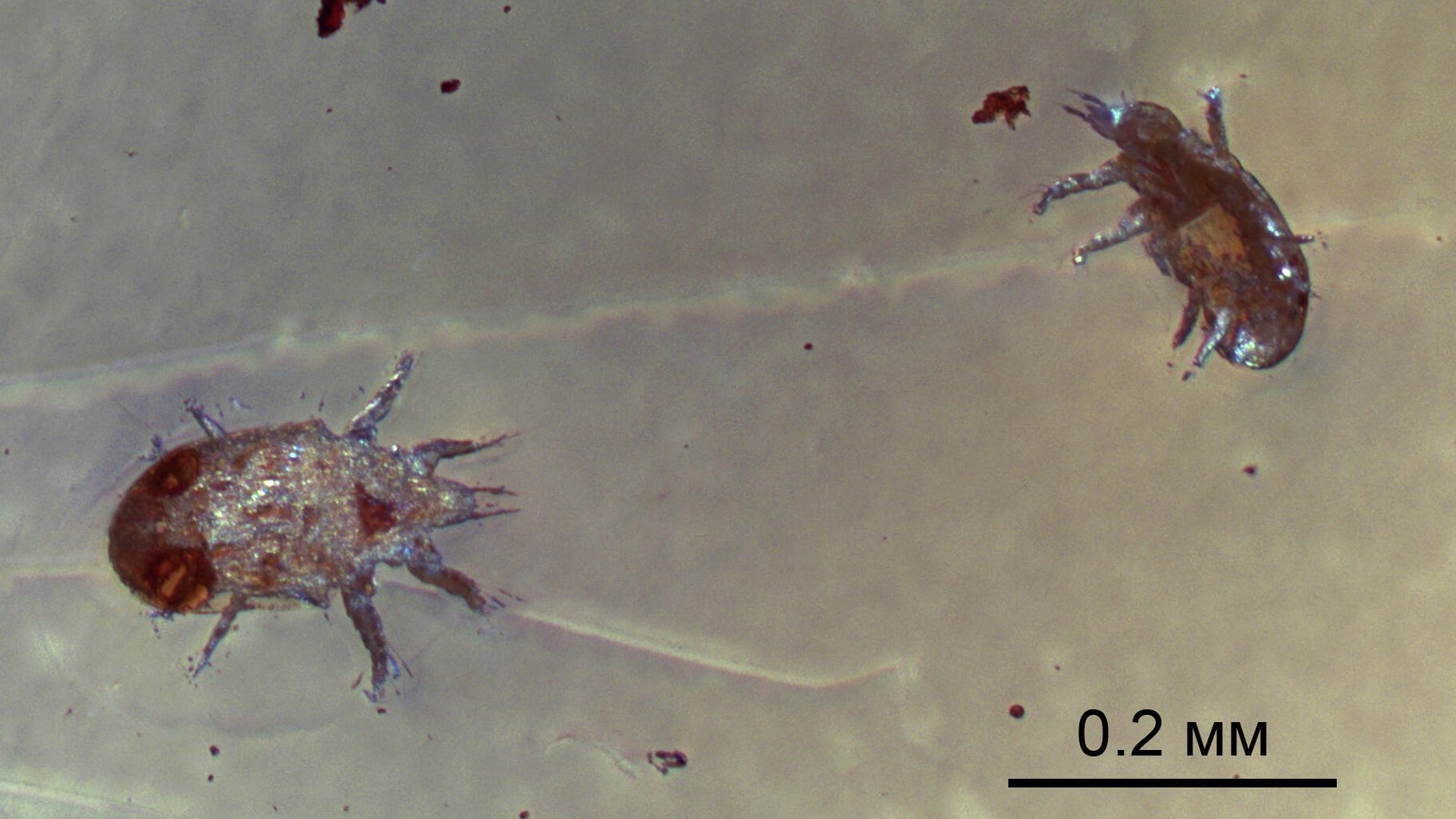 Ископаемые клещи Levantoglyphus sidorchukae (расселительные стадии), сохранившиеся в куске янтаря 129 миллионов лет назад Ископаемые клещи Levantoglyphus sidorchukae (расселительные стадии), сохранившиеся в куске янтаря 129 миллионов лет назад - РИА Новости, 1920, 28.10.2021