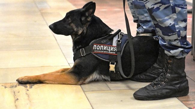Сотрудник полиции со служебной собакой на станции Октябрьское поле перед началом несанкционированного Русского марша в Москве