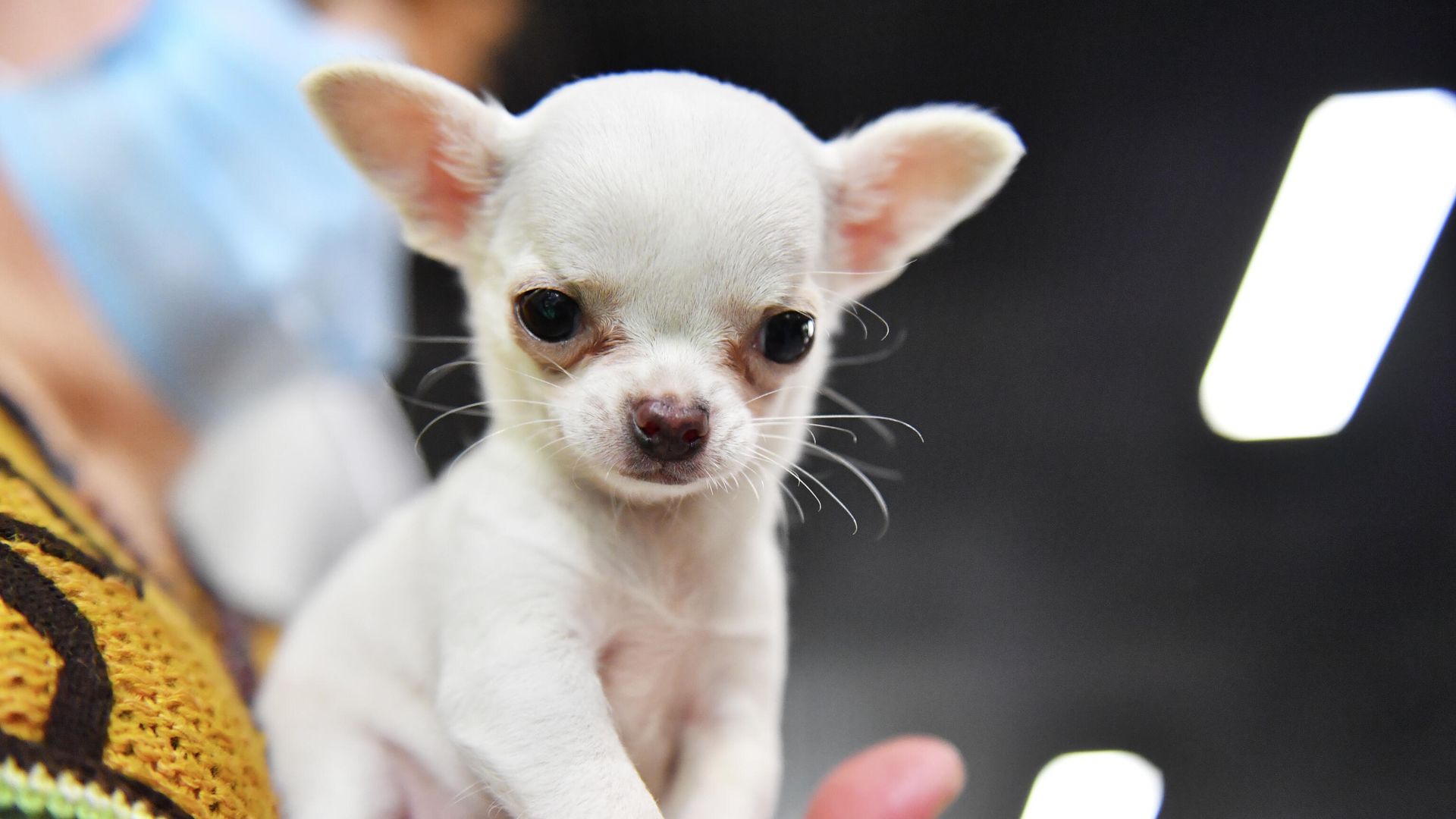 Собака породы чихуахуа на выставке в Сокольниках - РИА Новости, 1920, 08.11.2021