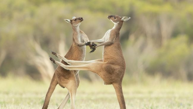 Работа фотографа Lea Scaddan Missed, получившая высокую оценку в фотоконкурсе 2021 The Comedy Wildlife Photography Awards Работа фотографа Lea Scaddan Missed, получившая высокую оценку в фотоконкурсе 2021 The Comedy Wildlife Photography Awards