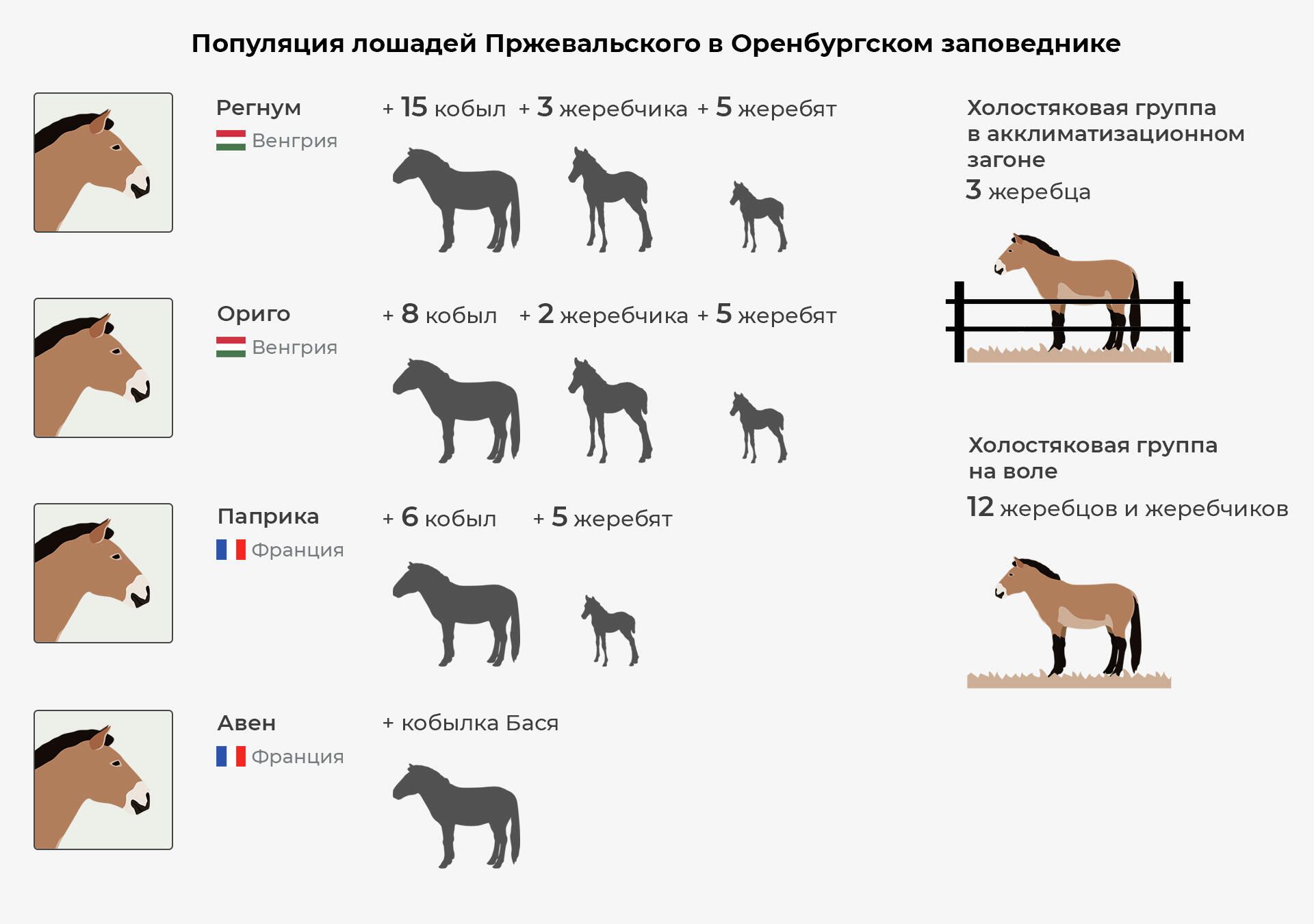 Популяция лошадей Пржевальского в Оренбургском заповеднике Популяция лошадей Пржевальского в Оренбургском заповеднике - РИА Новости, 1920, 19.11.2021