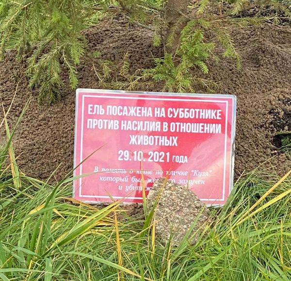 Ель на кладбище животных в Санкт-Петербурге Ель на кладбище животных в Санкт-Петербурге