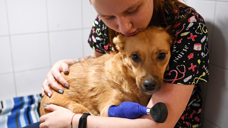 Сотрудница ветеринарной клиники Бэст в Новосибирске с собакой по кличке Моника перед прогулкой Сотрудница ветеринарной клиники Бэст в Новосибирске с собакой по кличке Моника перед прогулкой