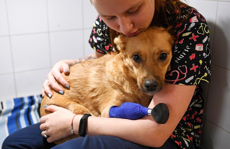 Сотрудница ветеринарной клиники Бэст в Новосибирске с собакой по кличке Моника перед прогулкой Сотрудница ветеринарной клиники Бэст в Новосибирске с собакой по кличке Моника перед прогулкой