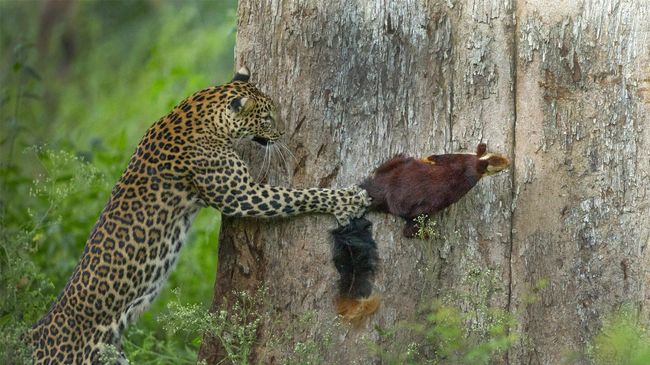 Работа фотографа Priyanka Rahut Mitra Tag, You Are It!, победившая в категории Animal Behaviour в фотоконкурсе Nature inFocus 2021 Работа фотографа Priyanka Rahut Mitra Tag, You Are It!, победившая в категории Animal Behaviour в фотоконкурсе Nature inFocus 2021