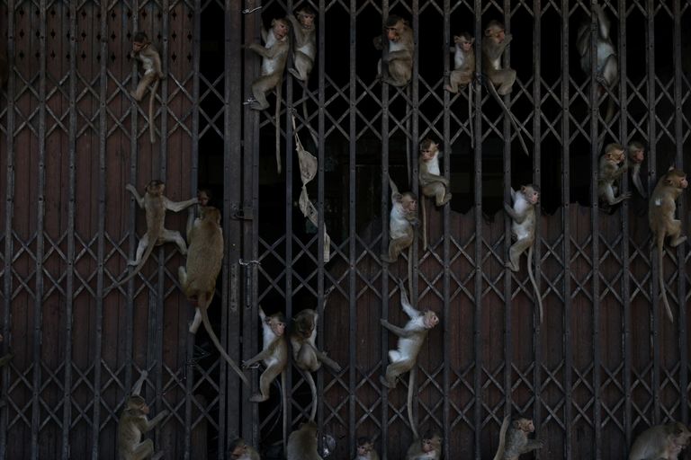 Обезьяны на воротах во время ежегодного Обезьяньего фестиваля в Таиланде