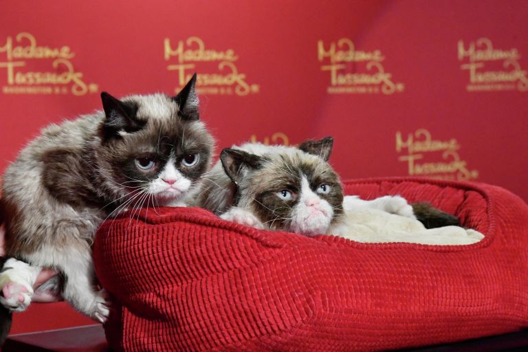 Grumpy Cat со своей восковой копией в музее мадам Тюссо в Вашингтоне Grumpy Cat со своей восковой копией в музее мадам Тюссо в Вашингтоне