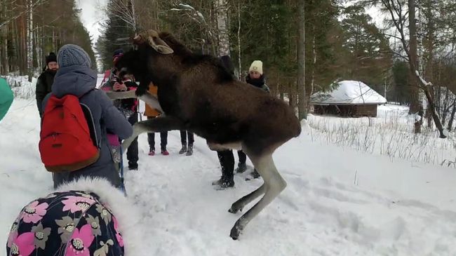 Нападение лося на ребенка в нацпарке Зюраткуль. Видео очевидца Нападение лося на ребенка в нацпарке Зюраткуль. Видео очевидца