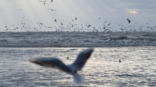 Чайки над Черным морем в Адлере