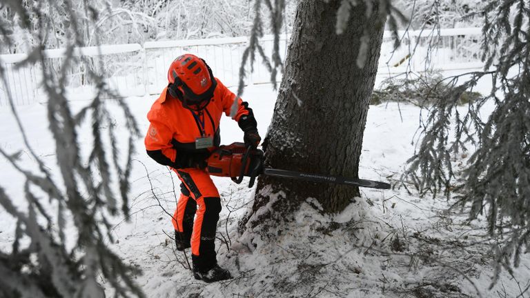 Лесоруб спиливает елку в деревне Новопареево городского округа Щелково Лесоруб спиливает елку в деревне Новопареево городского округа Щелково