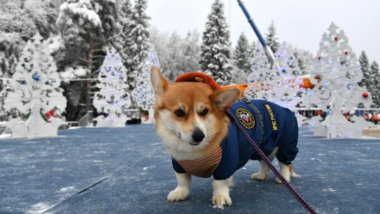 Собака породы вельш-корги в деревне Новопареево городского округа Щелково, где будет срублена главная новогодняя елка страны Собака породы вельш-корги в деревне Новопареево городского округа Щелково, где будет срублена главная новогодняя елка страны