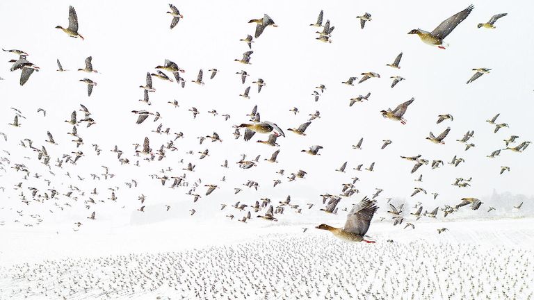 Снимок Winter Migration норвежского фотографа Terje Kolaas, победивший в конкурсе Nature Photographer of the Year 2021 Снимок Winter Migration норвежского фотографа Terje Kolaas, победивший в конкурсе Nature Photographer of the Year 2021