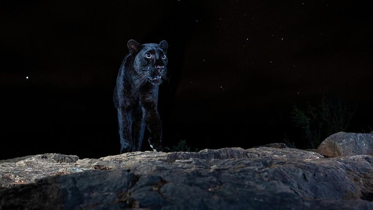 Снимок Black leopard британского фотографа William Burrard-Lucas, победивший в категории Animals portraits в конкурсе Nature Photographer of the Year 2021 Снимок Black leopard британского фотографа William Burrard-Lucas, победивший в категории Animals portraits в конкурсе Nature Photographer of the Year 2021
