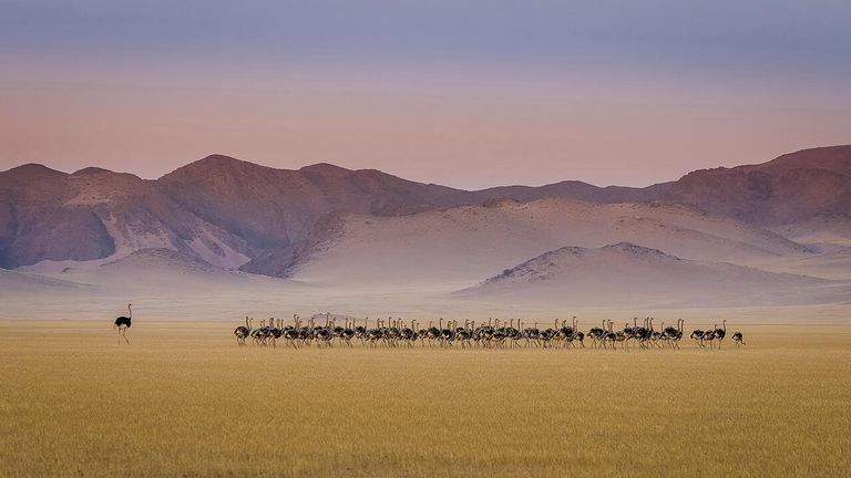 Снимок Ostrich kindergarten польского фотографа Tomasz Szpila в категории Birds в конкурсе Nature Photographer of the Year 2021 Снимок Ostrich kindergarten польского фотографа Tomasz Szpila в категории Birds в конкурсе Nature Photographer of the Year 2021
