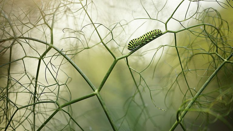 Снимок Walking among fennels испанского фотографа Ruben Perez Novo, победивший в категории Other Animals в конкурсе Nature Photographer of the Year 2021 Снимок Walking among fennels испанского фотографа Ruben Perez Novo, победивший в категории Other Animals в конкурсе Nature Photographer of the Year 2021