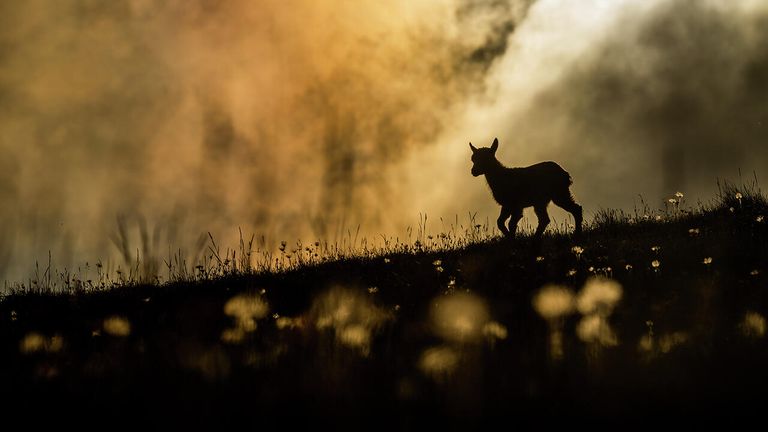 Снимок Beautiful world швейцарского фотографа Levi Fitze , победивший в категории Youth в конкурсе Nature Photographer of the Year 2021 Снимок Beautiful world швейцарского фотографа Levi Fitze , победивший в категории Youth в конкурсе Nature Photographer of the Year 2021