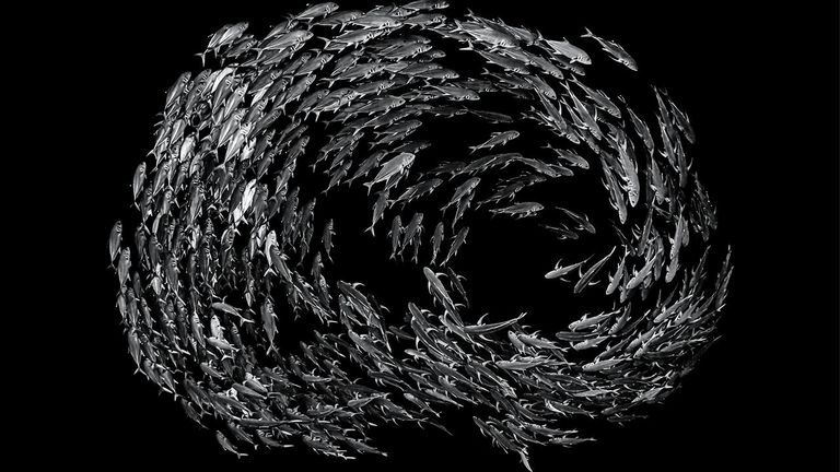 Снимок Schooling Jacks китайского фотографа Wayne Lai в категории Black & White в конкурсе Nature Photographer of the Year 2021 Снимок Schooling Jacks китайского фотографа Wayne Lai в категории Black & White в конкурсе Nature Photographer of the Year 2021