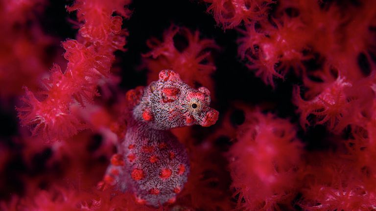 Снимок Red in red немецкого фотографа Georg Nies, победивший в категории Underwater в конкурсе Nature Photographer of the Year 2021 Снимок Red in red немецкого фотографа Georg Nies, победивший в категории Underwater в конкурсе Nature Photographer of the Year 2021