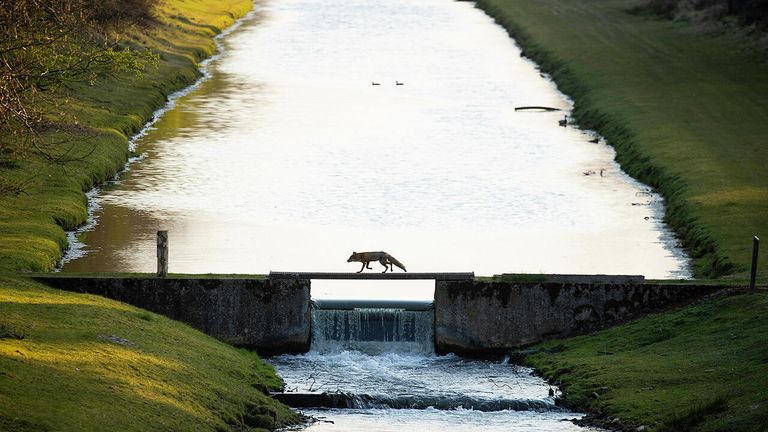 Снимок Fox crossing the bridge нидерландского фотографа Andius Teijgeler, победивший в категории Nature of De Lage Landen в конкурсе Nature Photographer of the Year 2021 Снимок Fox crossing the bridge нидерландского фотографа Andius Teijgeler, победивший в категории Nature of De Lage Landen в конкурсе Nature Photographer of the Year 2021