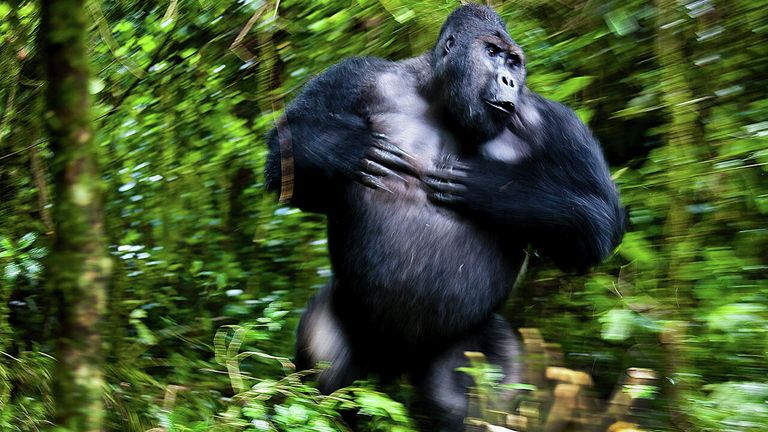 Снимок Silverbach Chimanuka австрийского фотографа Josef Friedhuber, победивший в категории Mammals в конкурсе Nature Photographer of the Year 2021 Снимок Silverbach Chimanuka австрийского фотографа Josef Friedhuber, победивший в категории Mammals в конкурсе Nature Photographer of the Year 2021
