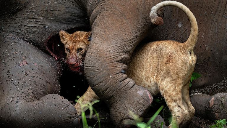 Снимок Last Embrace израильского фотографа Roie Galitz, занявший второе место в категории Animals portraits в конкурсе Nature Photographer of the Year 2021 Снимок Last Embrace израильского фотографа Roie Galitz, занявший второе место в категории Animals portraits в конкурсе Nature Photographer of the Year 2021