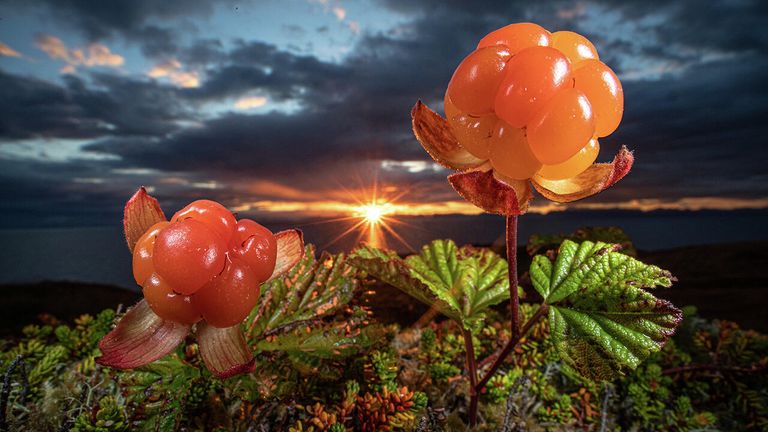 Снимок Natures eatable Arctic gould норвежского фотографа Audun Rikardsen, занявший второе место в категории Plants and fungi в конкурсе Nature Photographer of the Year 2021 Снимок Natures eatable Arctic gould норвежского фотографа Audun Rikardsen, занявший второе место в категории Plants and fungi в конкурсе Nature Photographer of the Year 2021