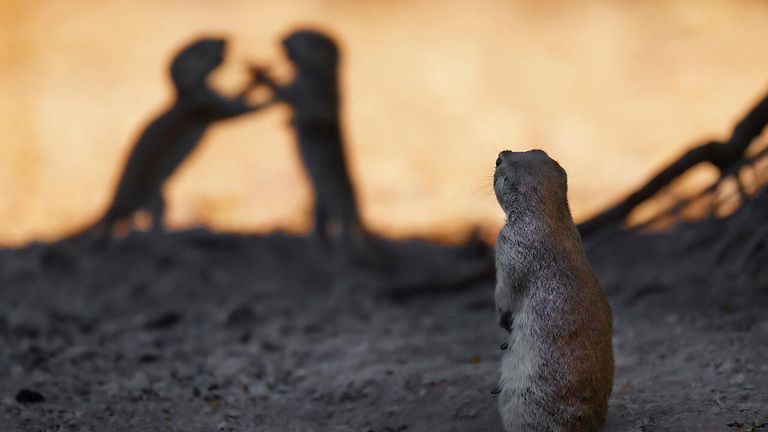 Снимок Emotional range американского фотографа Lea Lee Inoue, победивший в категории Fred Hazelhoff Portfolio Award в конкурсе Nature Photographer of the Year 2021 Снимок Emotional range американского фотографа Lea Lee Inoue, победивший в категории Fred Hazelhoff Portfolio Award в конкурсе Nature Photographer of the Year 2021