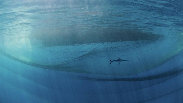 Снимок The king of the ocean испанского фотографа Javier Murcia, победивший в категории Humans & Nature в конкурсе Nature Photographer of the Year 2021 Снимок The king of the ocean испанского фотографа Javier Murcia, победивший в категории Humans & Nature в конкурсе Nature Photographer of the Year 2021