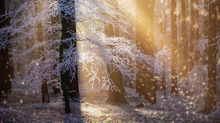 Снимок Heat of Hoar австрийского фотографа Rupert Kogler, победивший в категории Plants and fungi в конкурсе Nature Photographer of the Year 2021 Снимок Heat of Hoar австрийского фотографа Rupert Kogler, победивший в категории Plants and fungi в конкурсе Nature Photographer of the Year 2021
