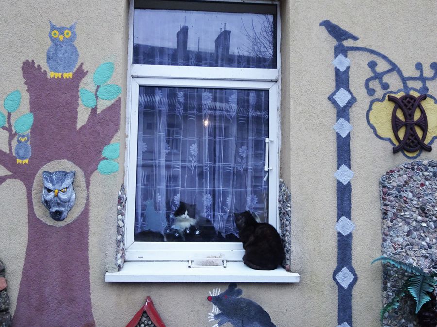 В Кошачьем дворе много настоящих и нарисованных котов В Кошачьем дворе много настоящих и нарисованных котов