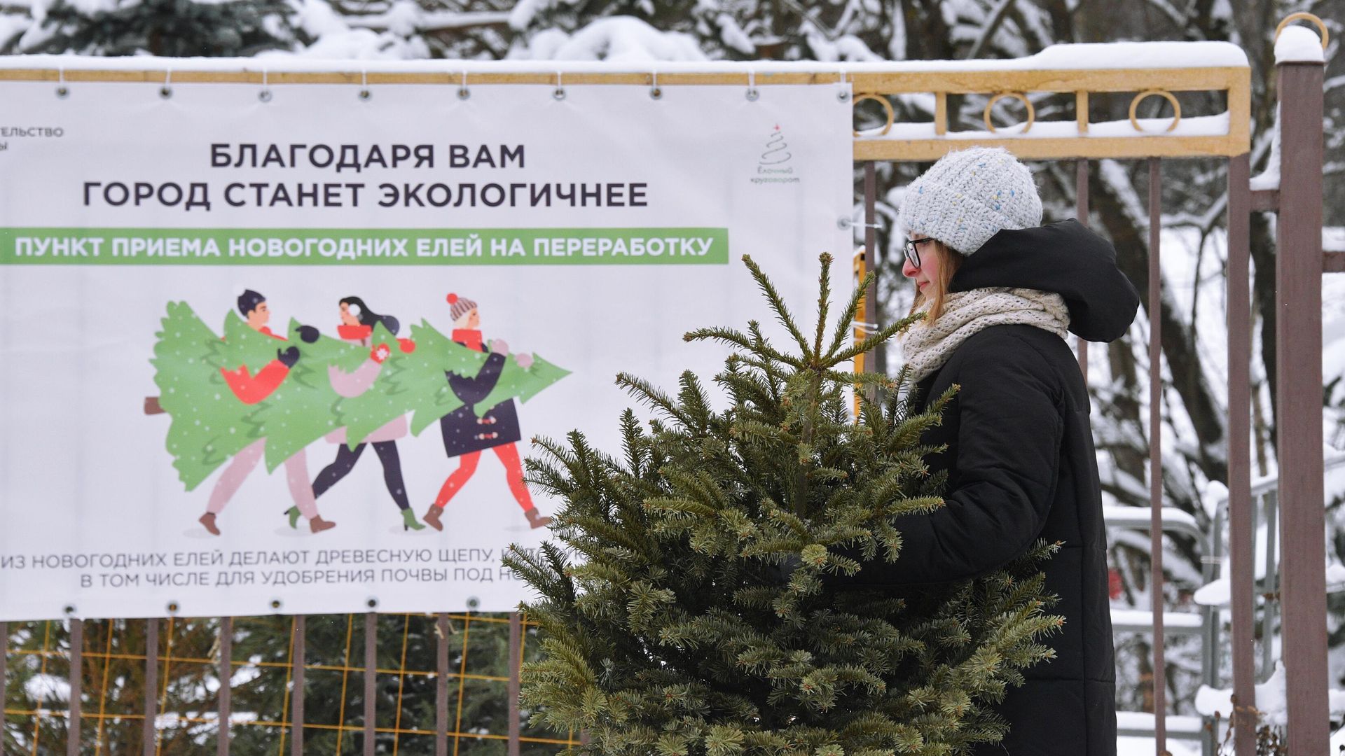 На компост или в щепу: как утилизировать ель после новогодних праздников На компост или в щепу: как утилизировать ель после новогодних праздников - РИА Новости, 1920, 09.01.2025