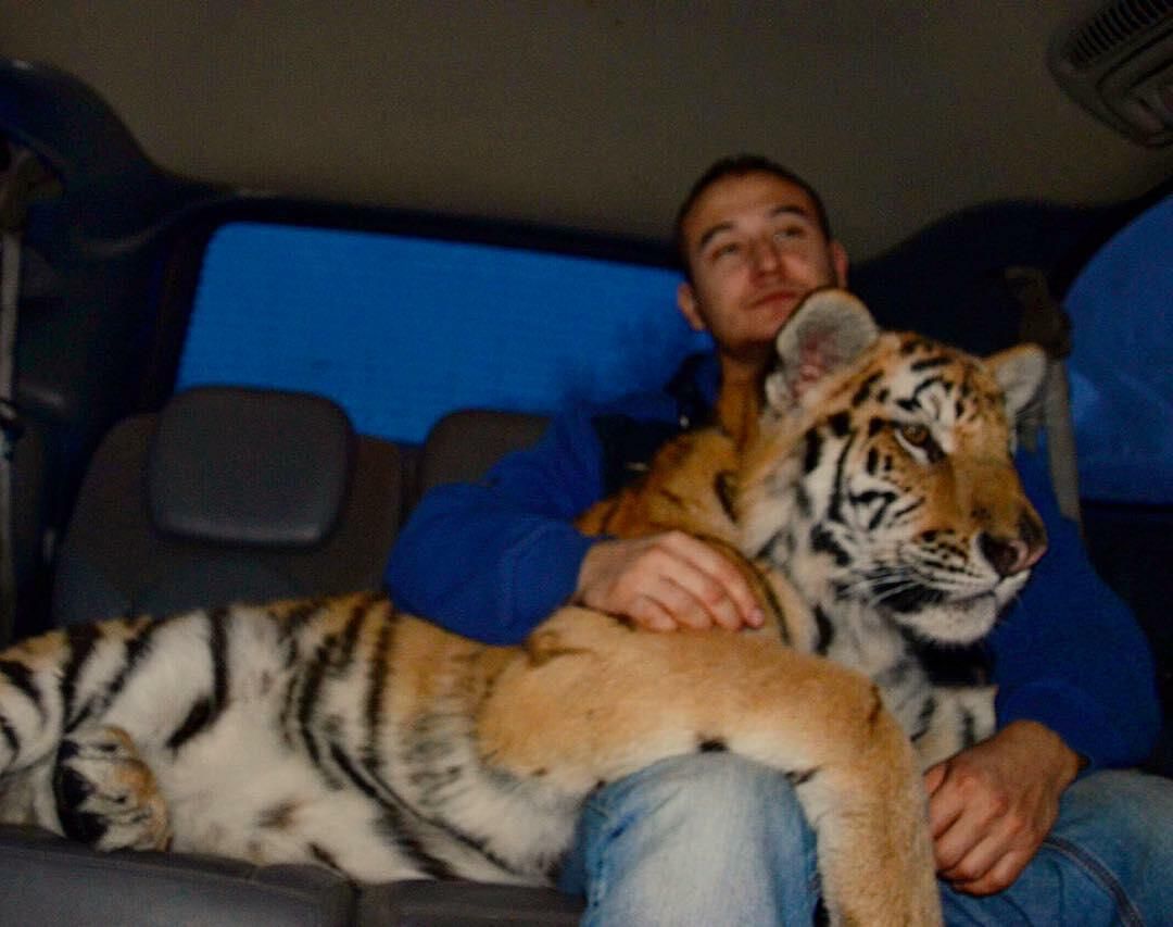 Дмитрий перевозит в машине одного из тигров Дмитрий перевозит в машине одного из тигров - РИА Новости, 1920, 23.12.2021