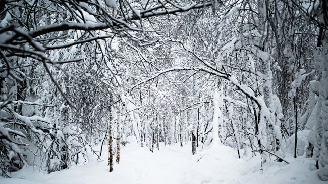Лес Лес