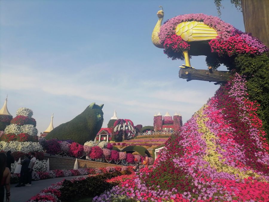 Птица и кот в Miracle Garden