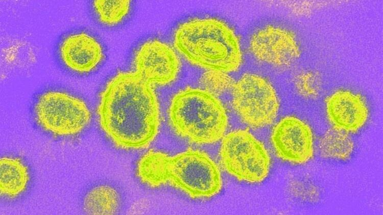 Иммуноглубулин IgY из куриных яиц проходит клинические испытания в качестве интраназальной вакцины против COVID-19 Иммуноглубулин IgY из куриных яиц проходит клинические испытания в качестве интраназальной вакцины против COVID-19 - РИА Новости, 1920, 12.01.2022