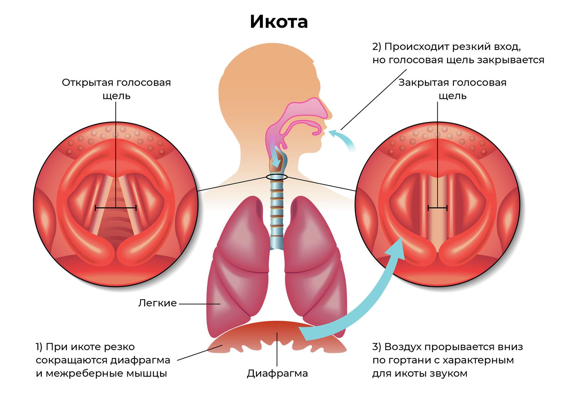 Икота Икота - РИА Новости, 1920, 13.01.2022