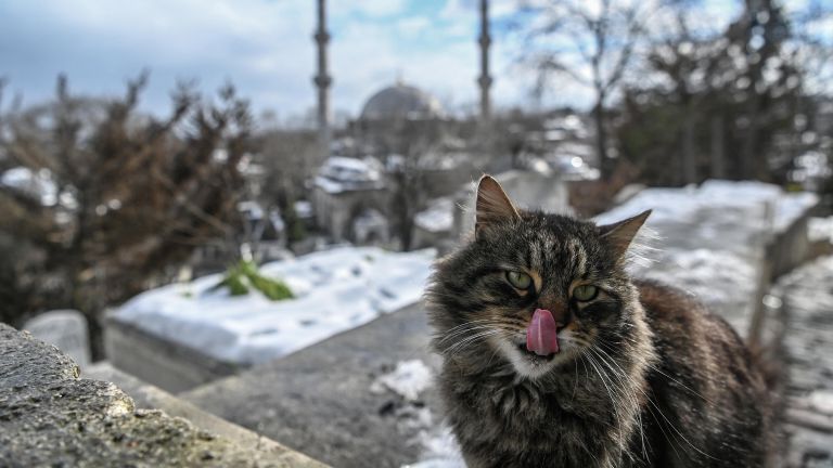 Кот в историческом центре Стамбула Кот в историческом центре Стамбула