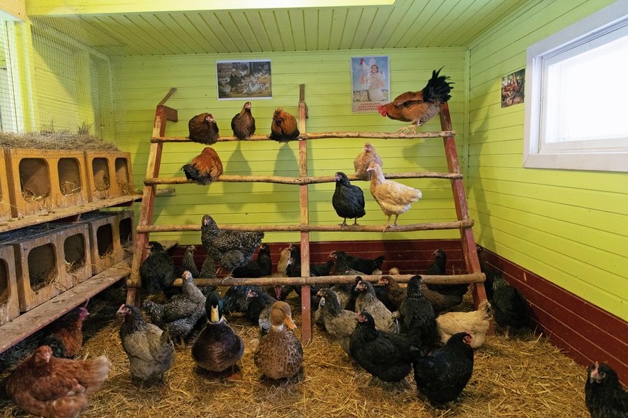Курятник в деревенском экохозяйстве «Знатная сторонка» недалеко от Плеса в деревне Выголово Курятник в деревенском экохозяйстве «Знатная сторонка» недалеко от Плеса в деревне Выголово