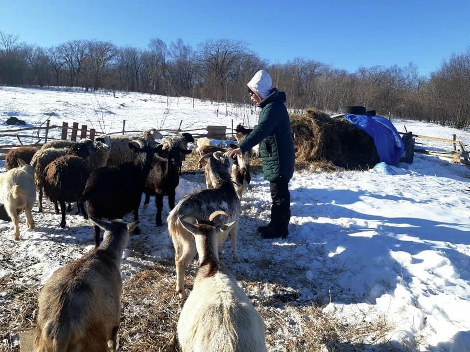 Фермерское хозяйство в поселке Оленевод, откуда леопард утащил козу Фермерское хозяйство в поселке Оленевод, откуда леопард утащил козу - РИА Новости, 1920, 20.01.2022