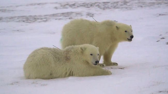 Два медведя вернулись к людям после эвакуации в тундру Два медведя вернулись к людям после эвакуации в тундру