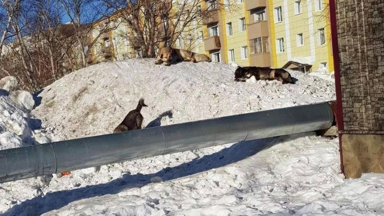 Бездомные собаки в микрорайоне Рыбачий Вилючинского городского округа, Камчатский край Бездомные собаки в микрорайоне Рыбачий Вилючинского городского округа, Камчатский край - РИА Новости, 1920, 24.01.2022