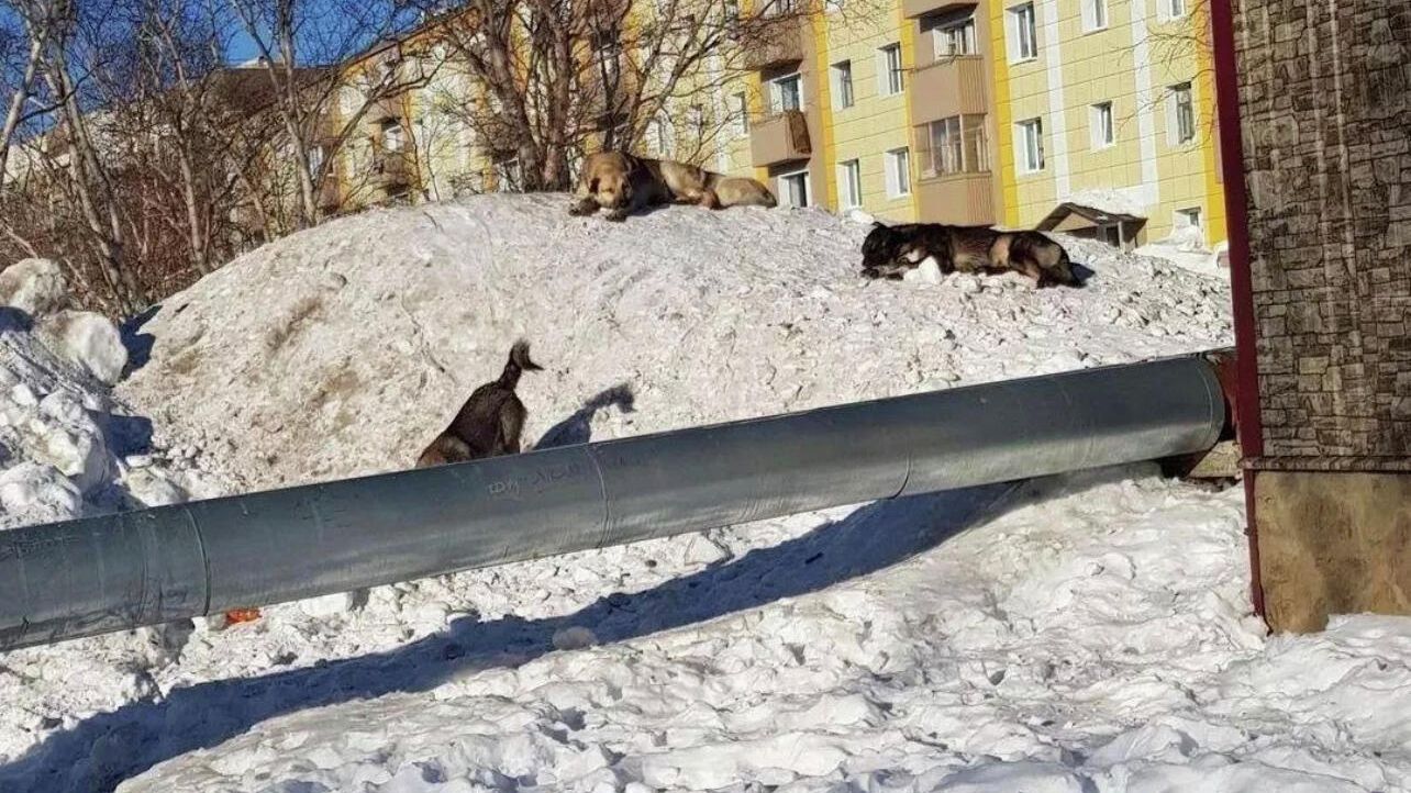 Бездомные собаки в микрорайоне Рыбачий Вилючинского городского округа, Камчатский край Бездомные собаки в микрорайоне Рыбачий Вилючинского городского округа, Камчатский край - РИА Новости, 1920, 24.01.2022