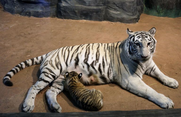 Самка бенгальского белого тигра по кличке Вега с одним из своих детенышей в вольере нижегородского зоопарка Лимпопо Самка бенгальского белого тигра по кличке Вега с одним из своих детенышей в вольере нижегородского зоопарка Лимпопо
