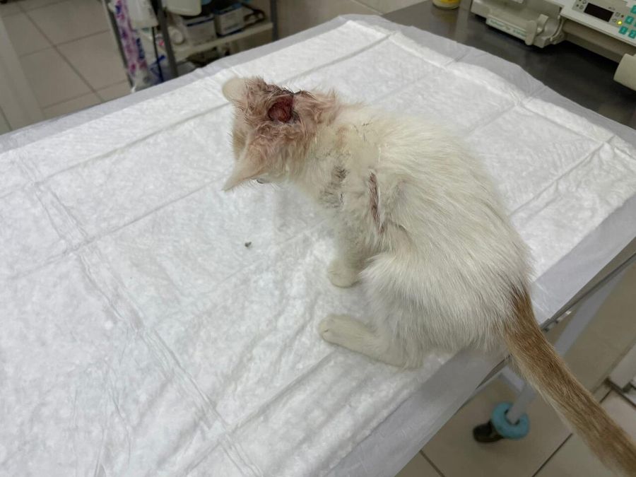 Котенок с травмой головы Котенок с травмой головы