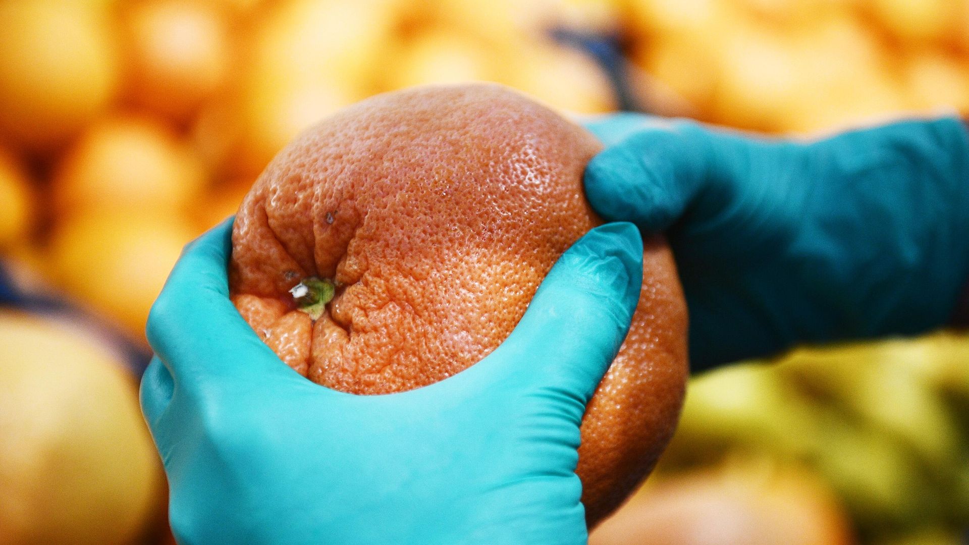 Покупатель выбирает фрукты в продуктовом магазине Покупатель выбирает фрукты в продуктовом магазине - РИА Новости, 1920, 27.01.2022