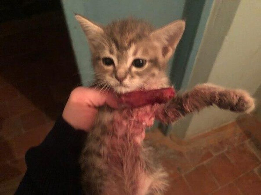 Котенок с поврежденной лапой Котенок с поврежденной лапой