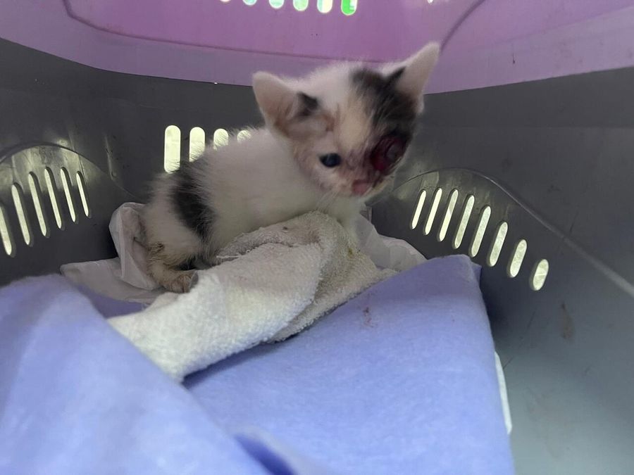 Котенок с травмой глаза Котенок с травмой глаза