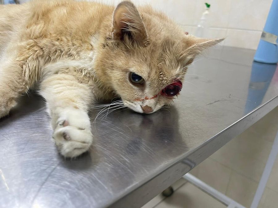 Котенок с травмой глаза Котенок с травмой глаза