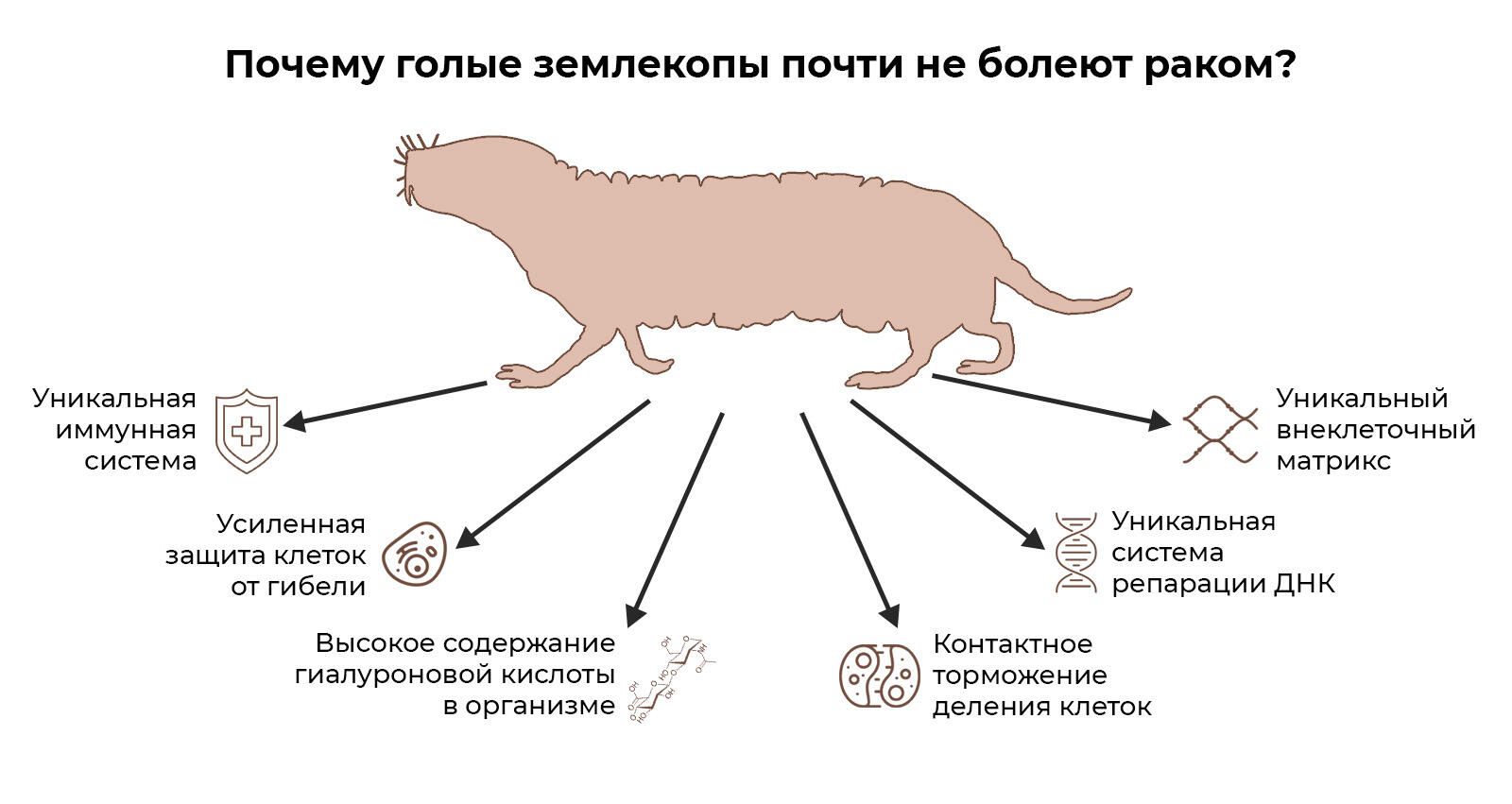 Почему голые землекопы почти не болеют раком? Почему голые землекопы почти не болеют раком? - РИА Новости, 1920, 27.01.2022